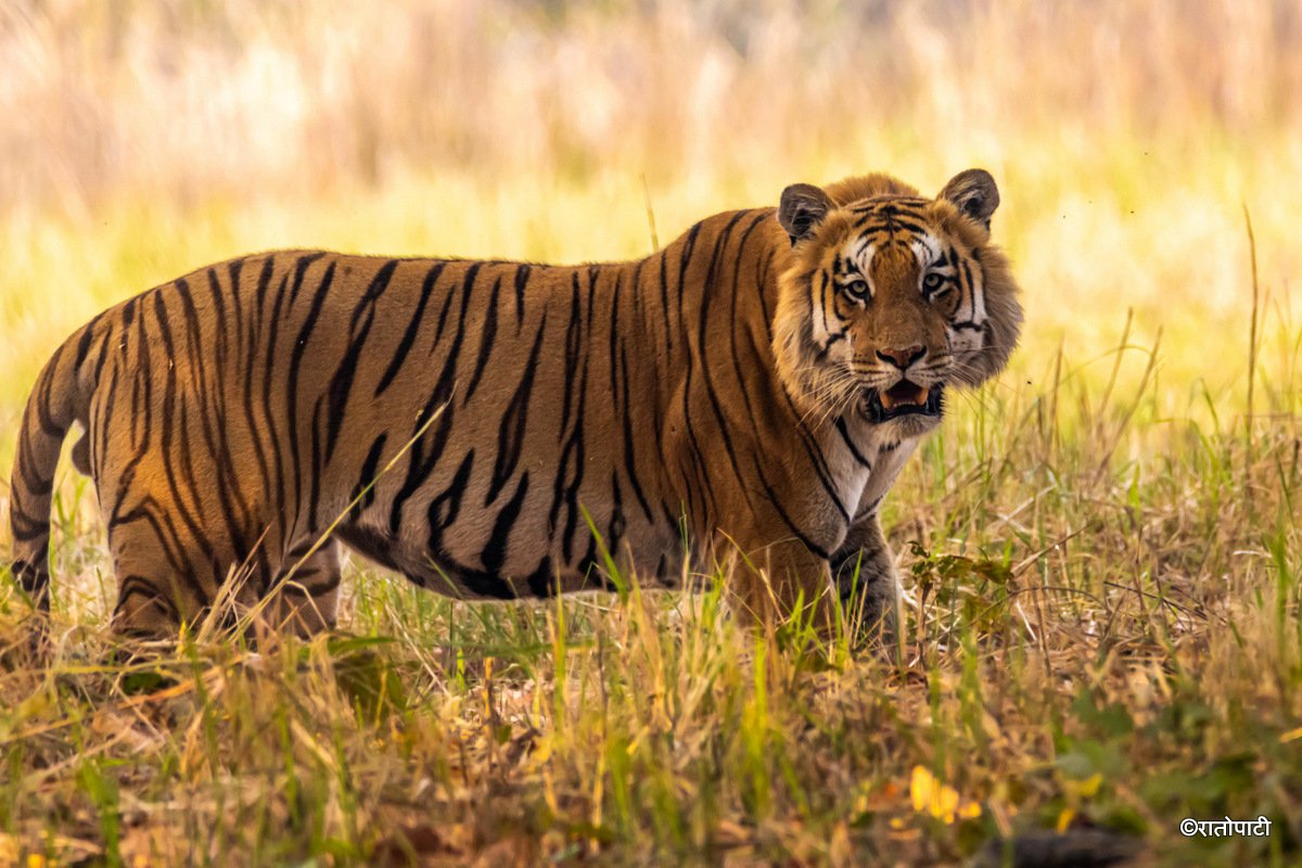 Nepal's Wild Tiger Population Soars to 429 - Image 5