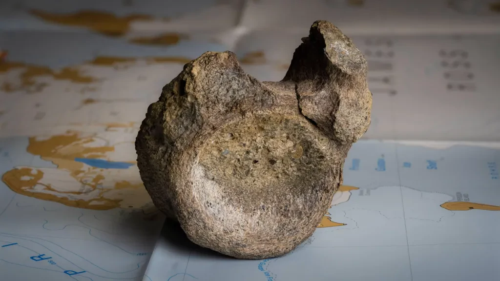 Forgotten Fossil Confirmed as Antarctica's First Dinosaur