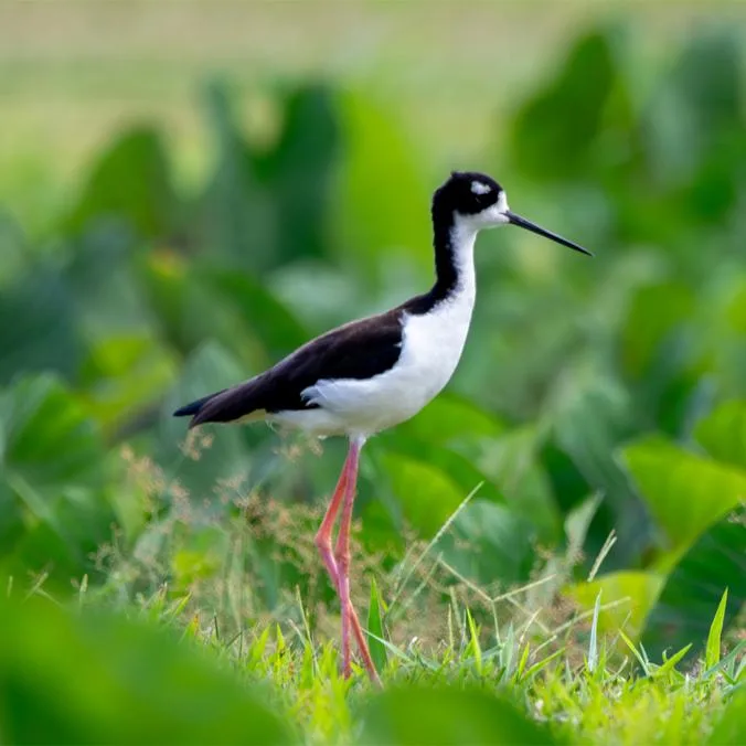 Hawaiian Stilt Soars from Endangered to Threatened Status