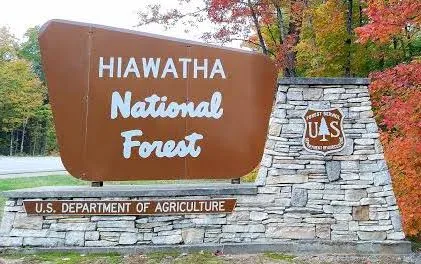 Michigan Residents Earn Cash for Pinecones That Plant Forests - Image 2