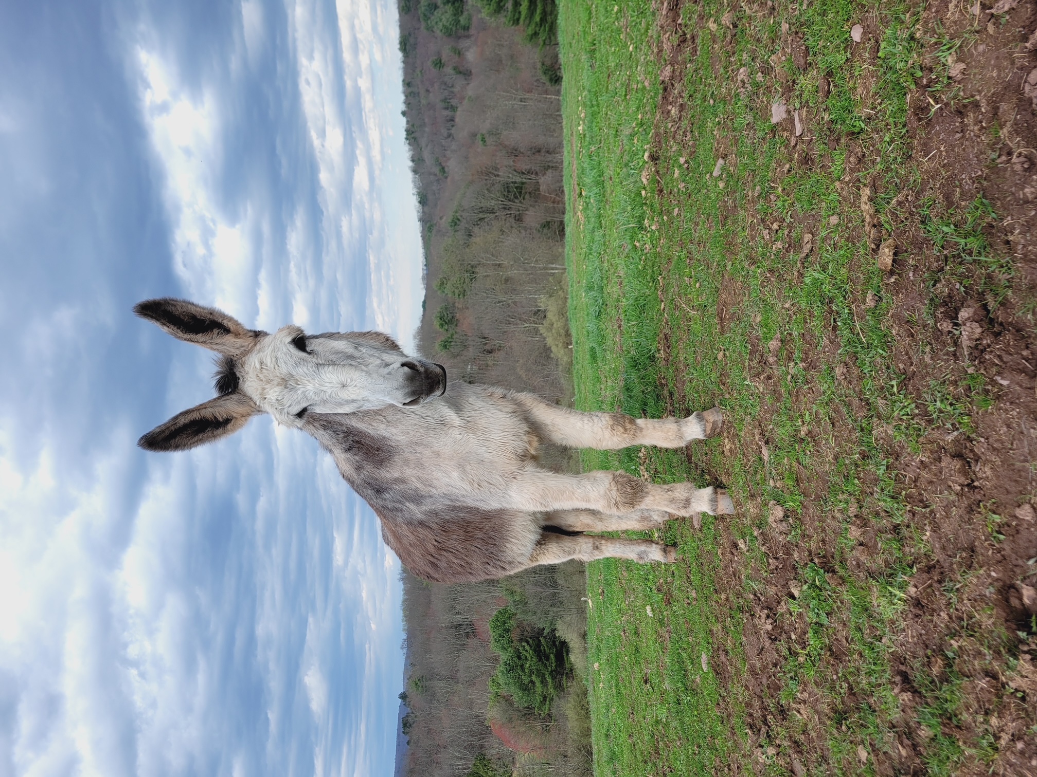 Hank the Donkey Sets World Record With 18-Inch Ears