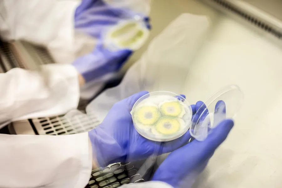 Penn Scientists Create Chewing Gum That Fights Oral Cancer