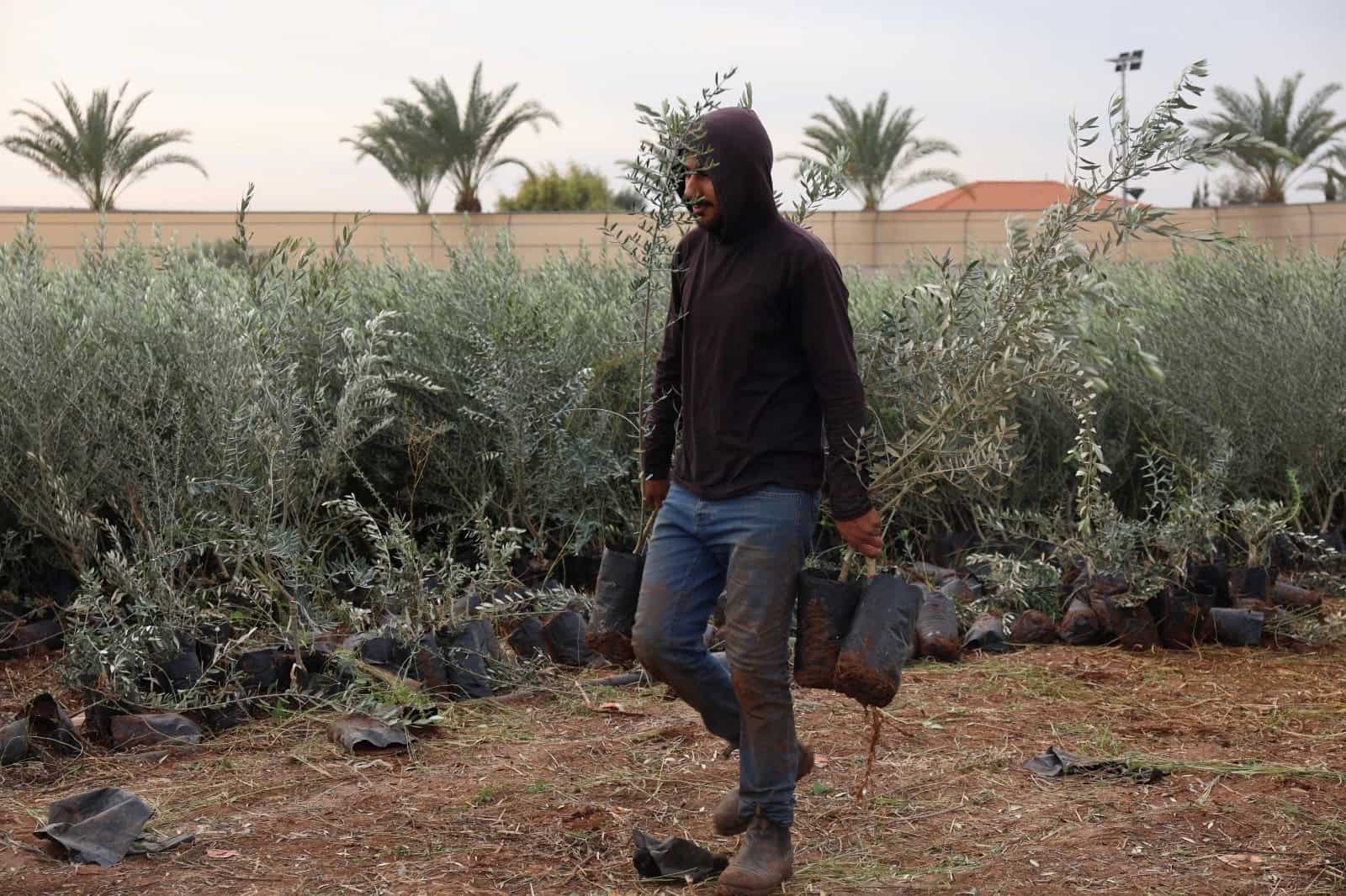 UK Shoppers Fund 40,000 Olive Trees for West Bank Farmers