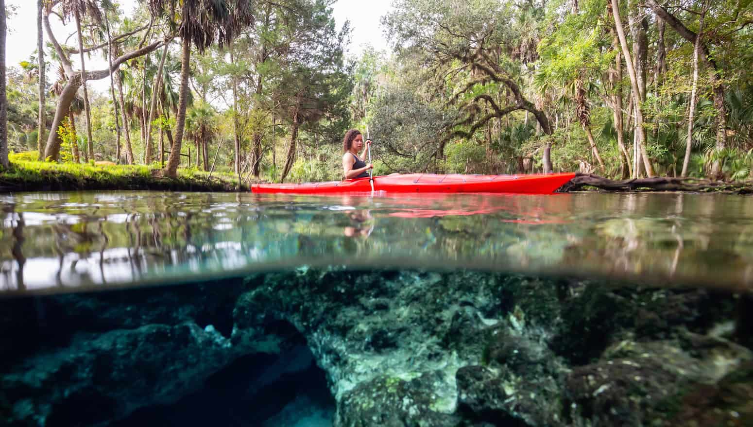 Mangrove Forests Grow for First Time in 40 Years