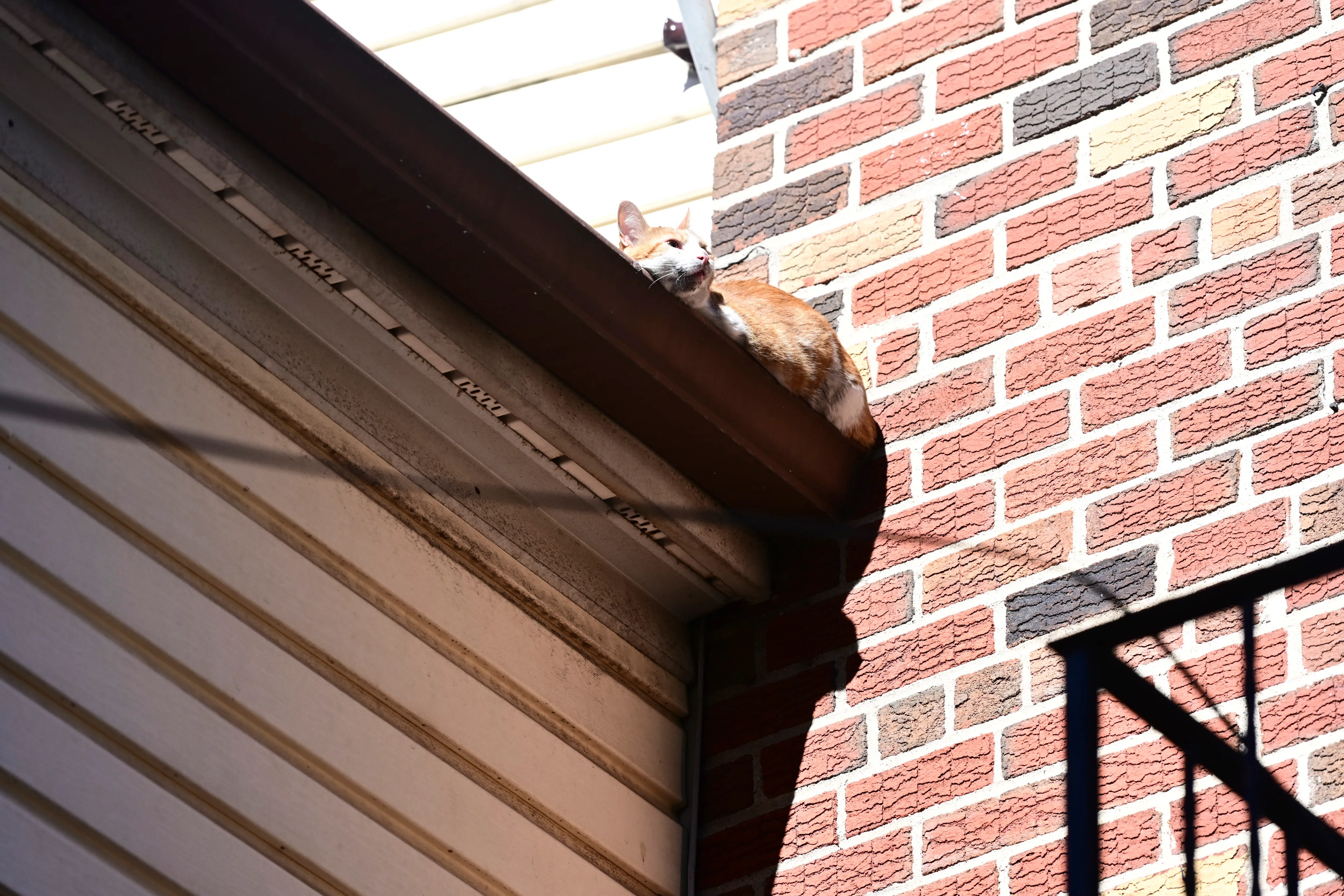 Firefighters Save Cat That Leaped from Jamaica Blaze - Image 4