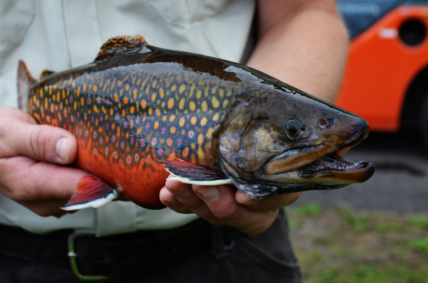 Great Lakes Fisheries Aim for 100% Fish Use Like Iceland