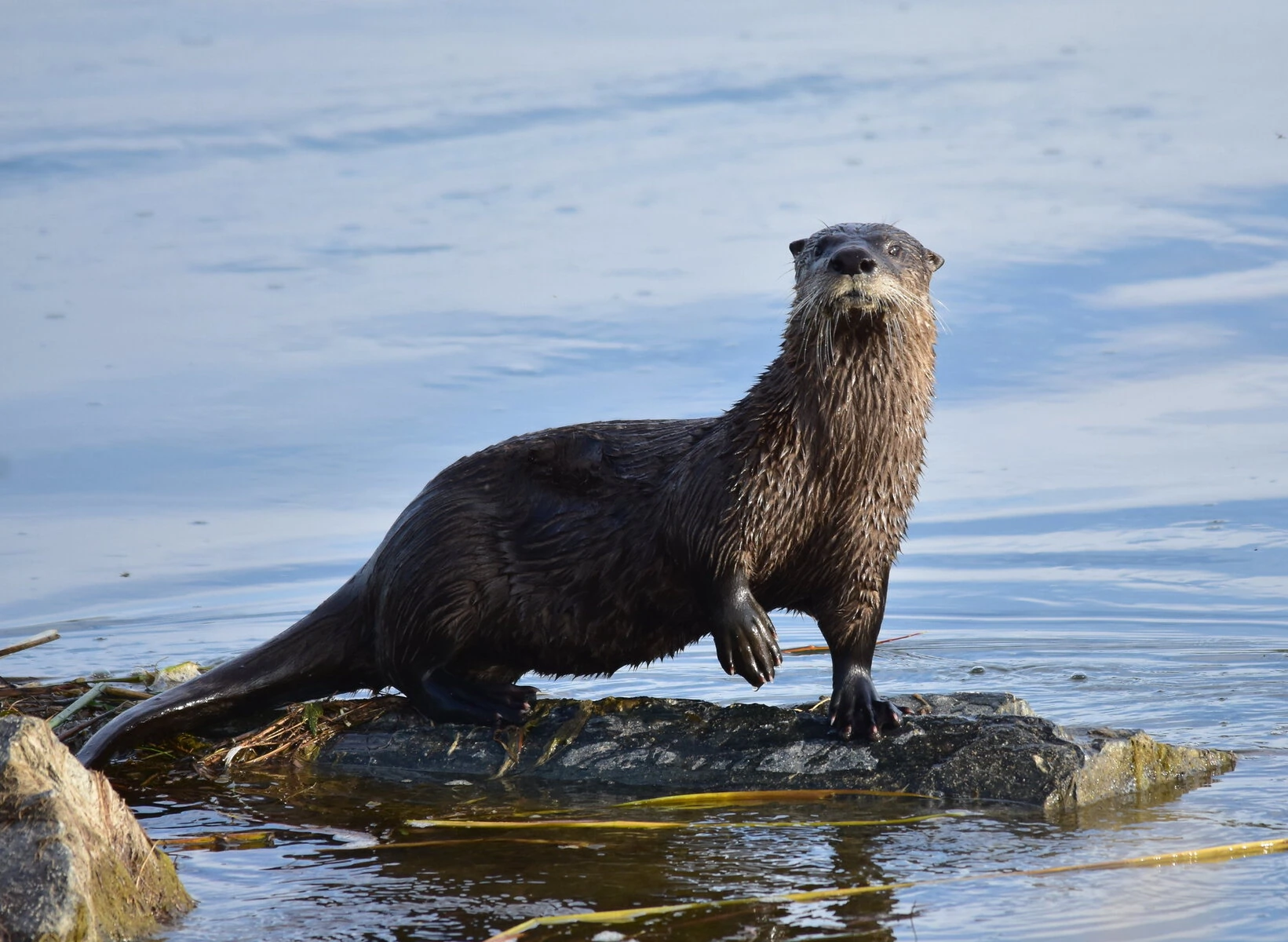 River otter swimming in clear Colorado waterway, playful and healthy in restored habitat