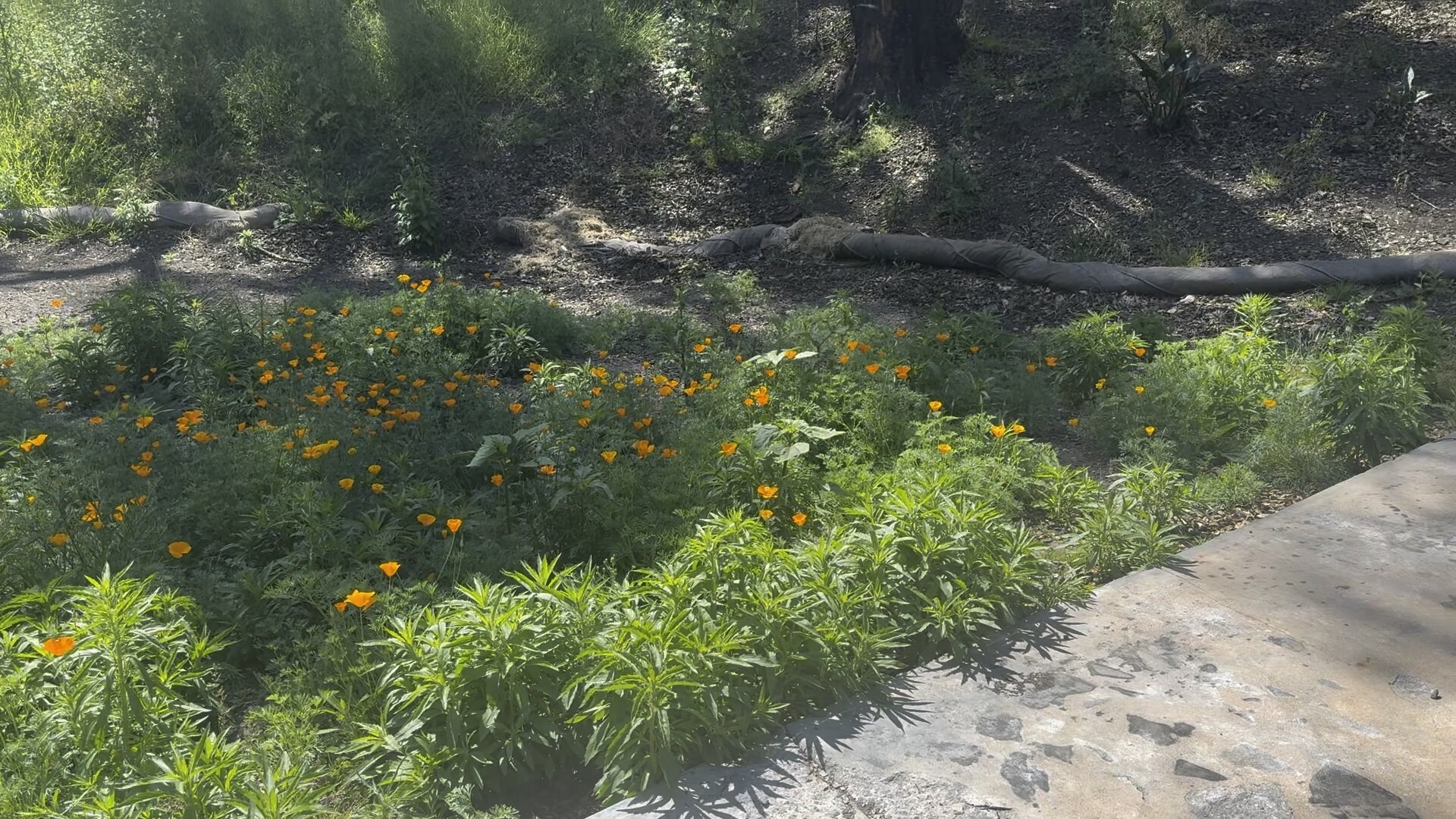 L.A. Family Turns Fire Grief Into 10,000 Wildflower Seed Bombs