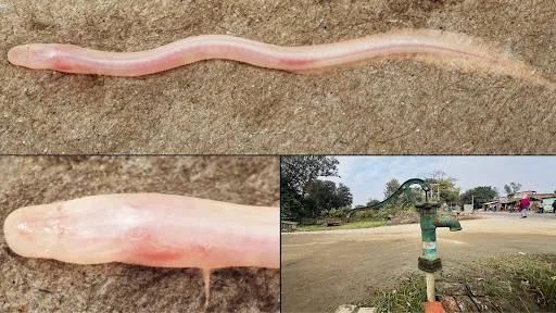 TikTok Video Leads Scientists to New Blind Eel in India