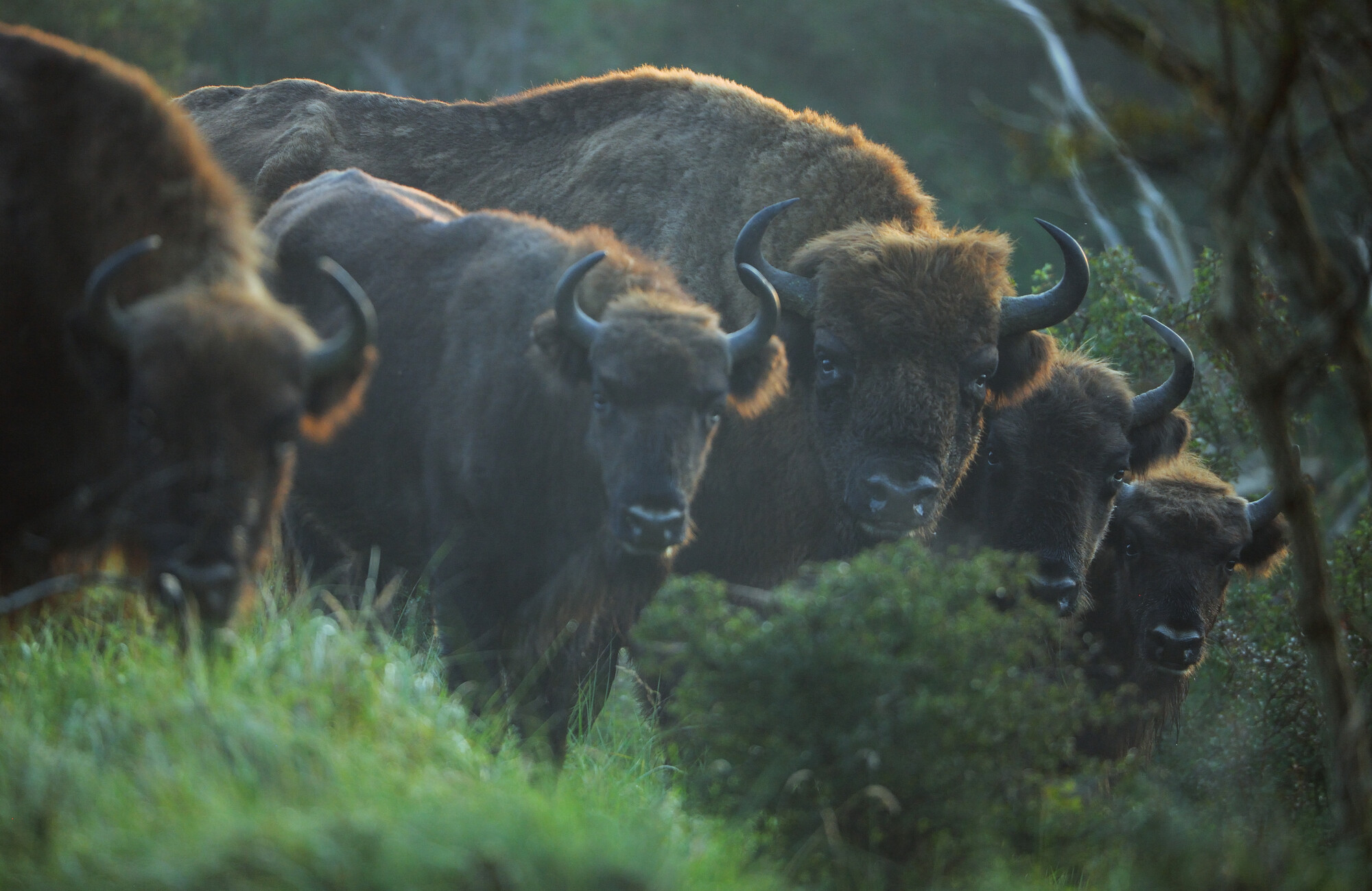 Romania's Wild Bison Population Soars Past 250