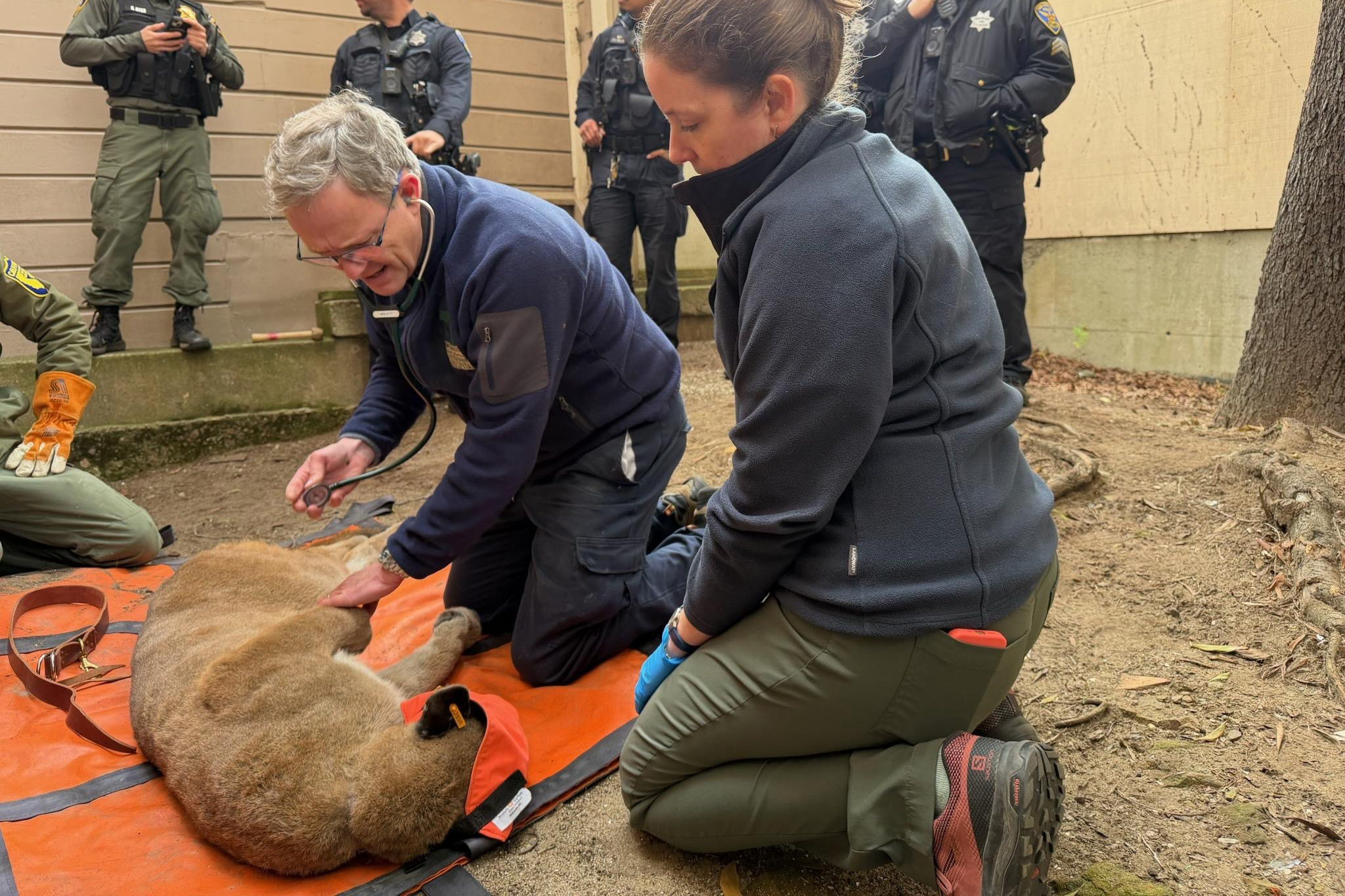 Tranquilized mountain lion being examined by San Francisco Zoo veterinarians after safe urban capture