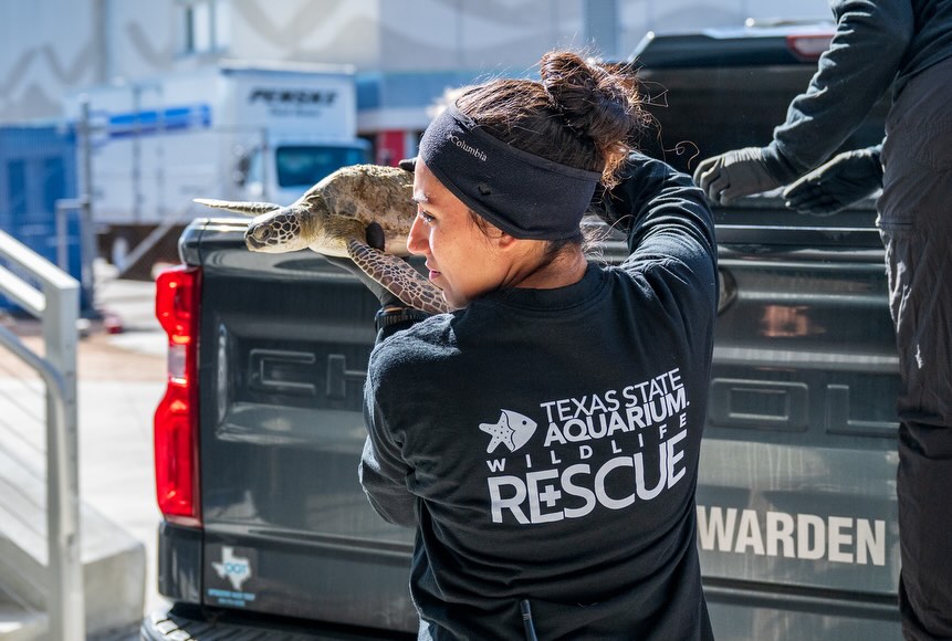 Rescued sea turtles swimming in recovery tanks at Texas State Aquarium Center for Wildlife Rescue