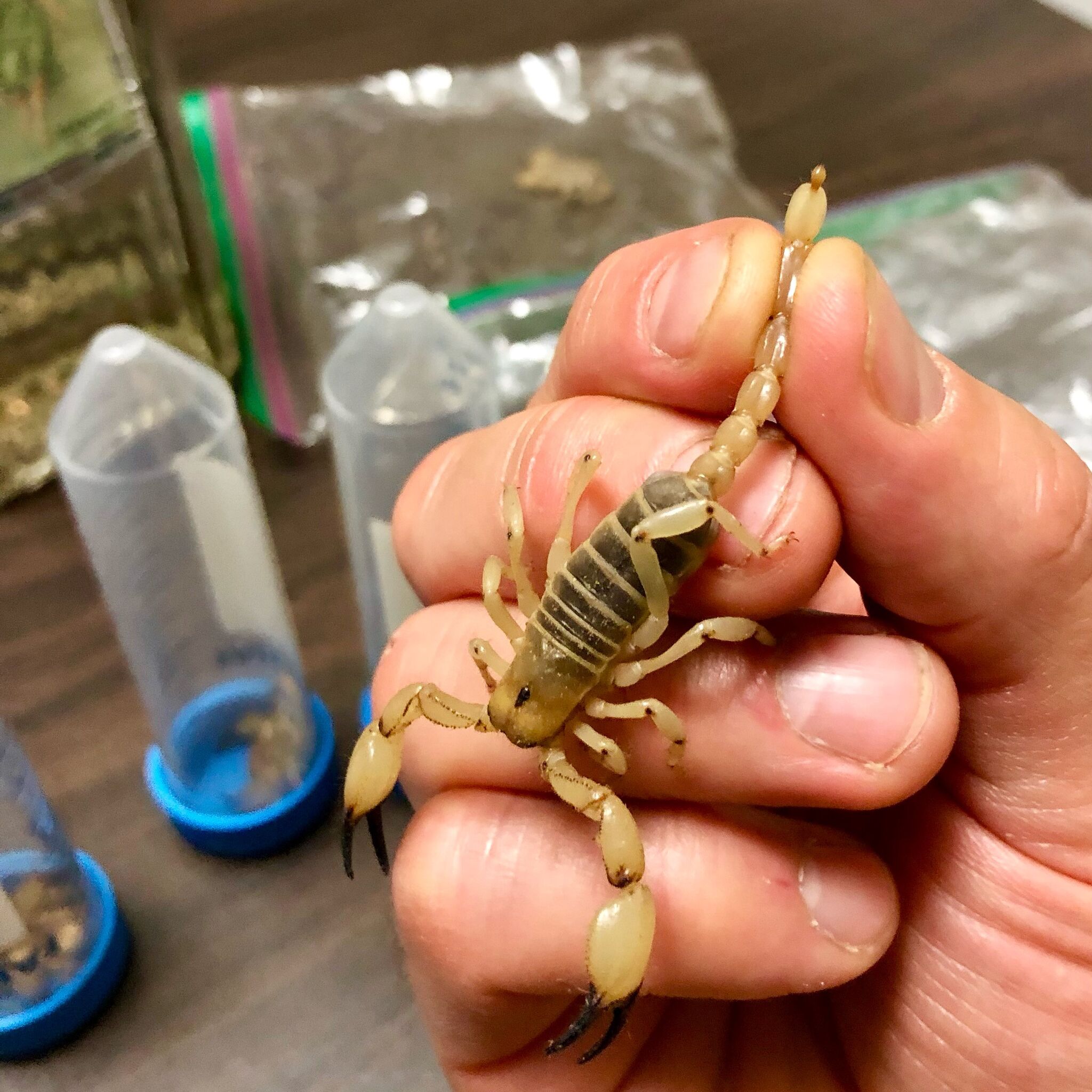 Biology professor Matthew Graham holding live scorpion by tail in laboratory setting