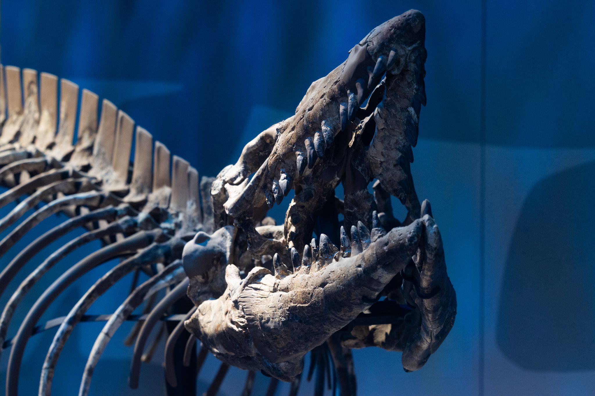 Texas Kids Find School Bus-Sized 'Sea T. Rex' Fossil