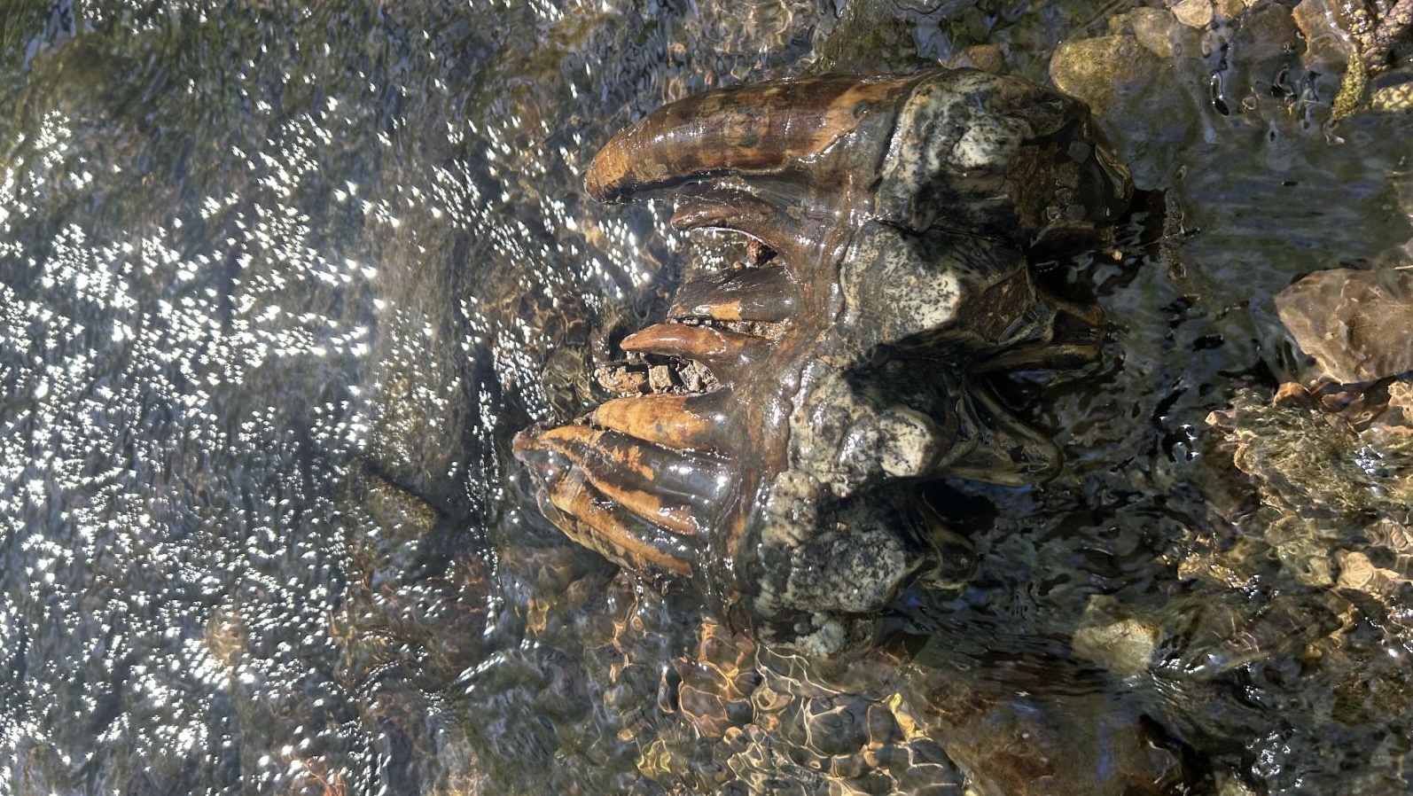 Frog Scientist Discovers 10,000-Year-Old Mastodon Tooth