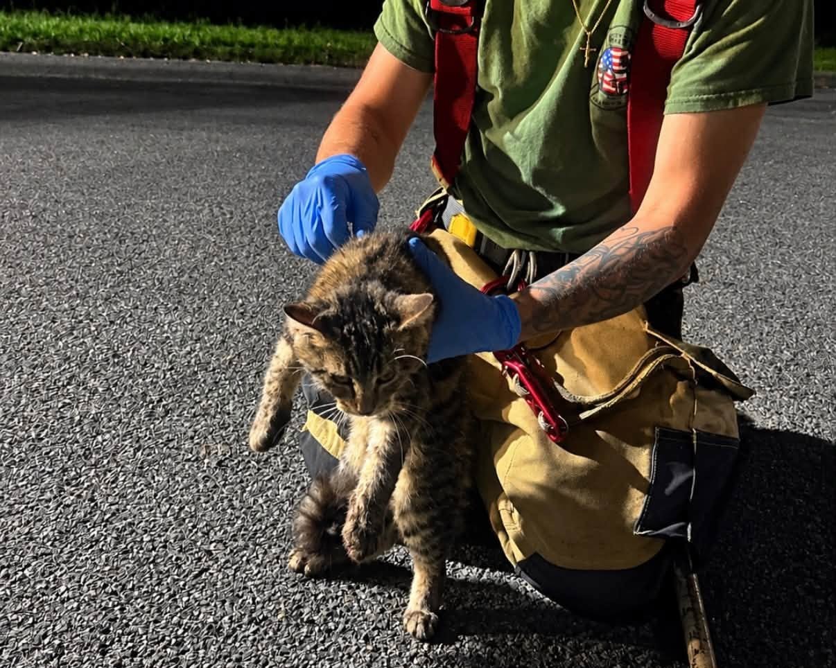 Shelton Firefighters Rescue Kitten From Storm Drain