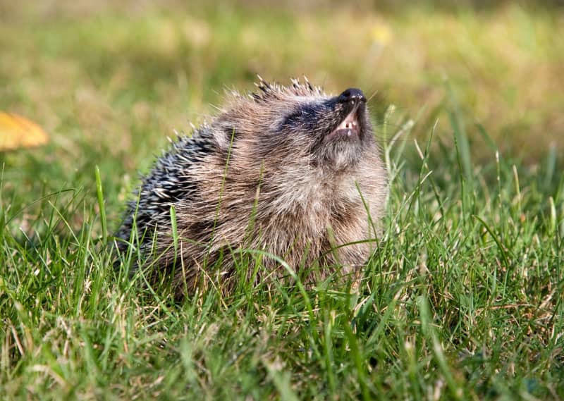 Oxford Finds Hedgehogs Hear Ultrasound to Dodge Traffic