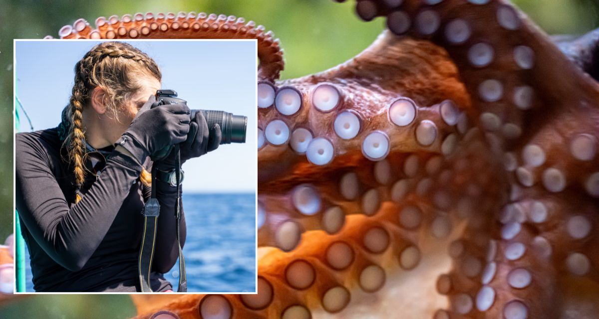 Scientists Find Tiny Blue Octopus Never Seen Before