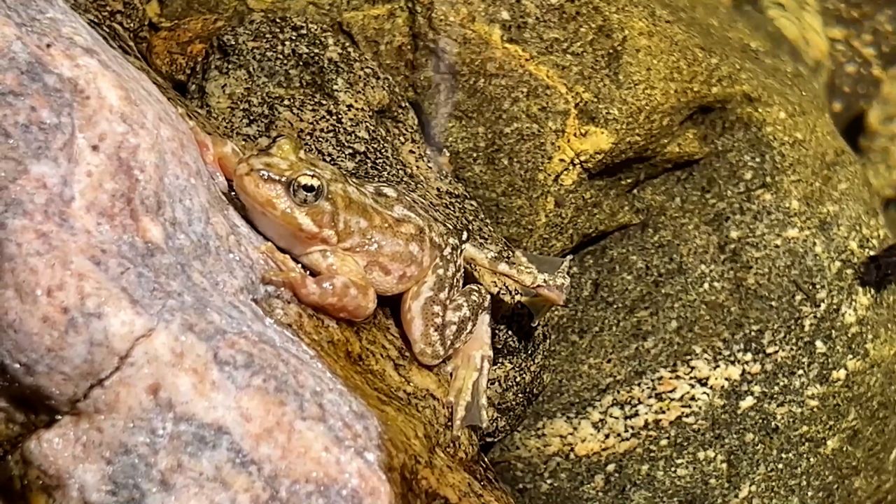 1,000 Critically Endangered Frogs Return to California Wild