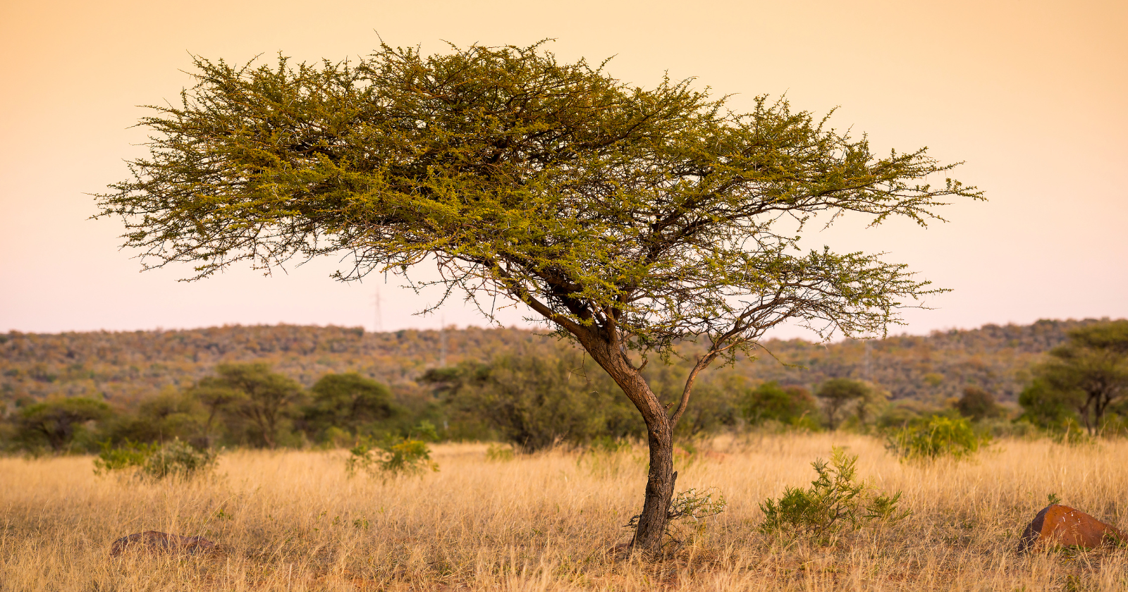 Niger Farmers Regrew 200 Million Trees Without Planting One