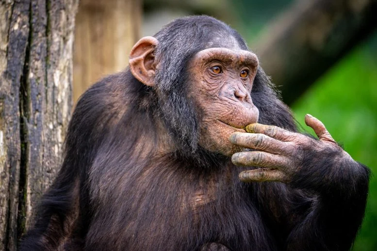 Chimps Treat Their Friends Better, UC Berkeley Finds