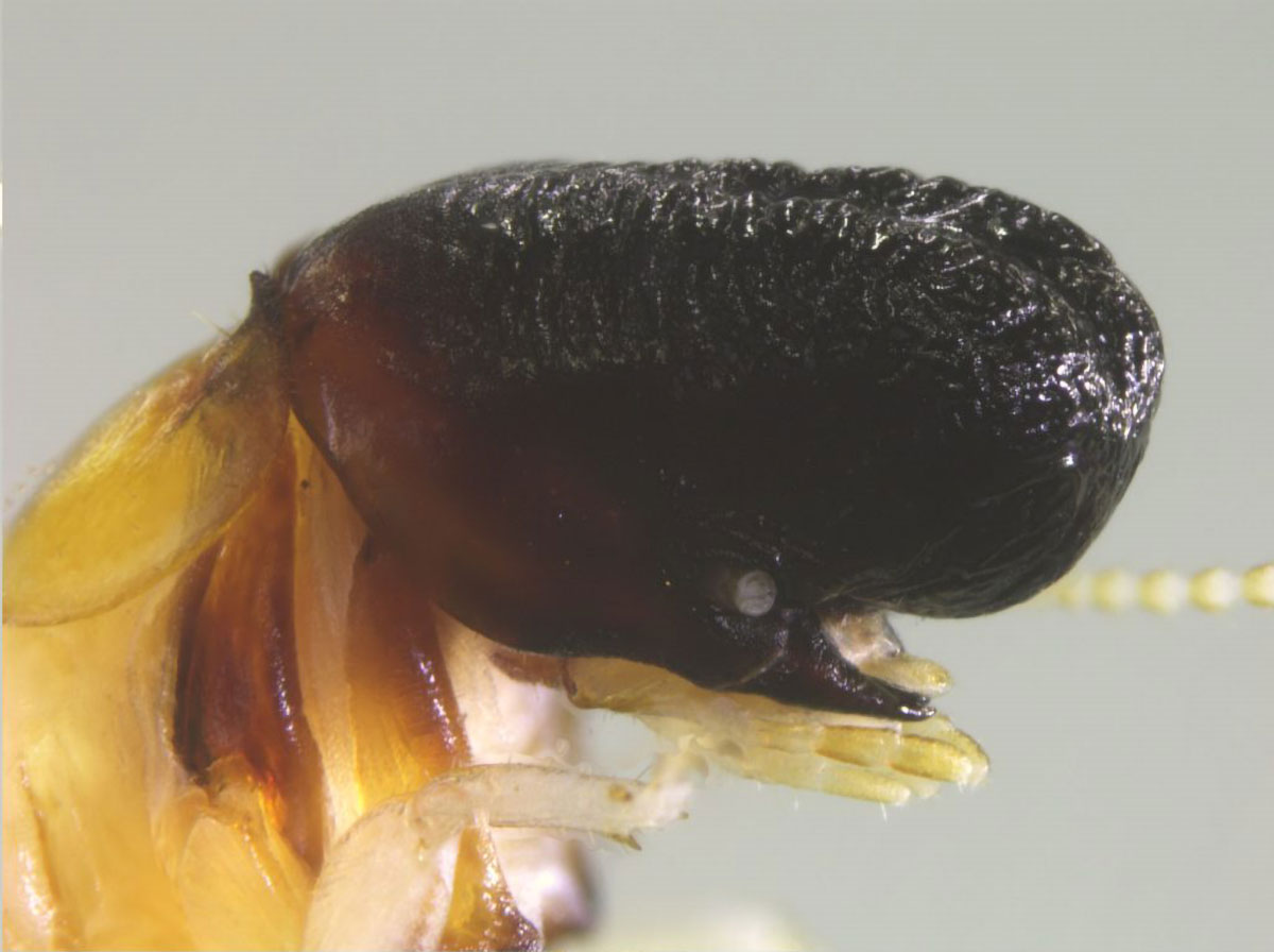 Close-up view of termite soldier with elongated whale-shaped head and hidden mandibles