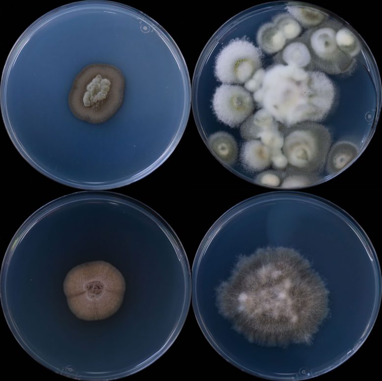 Scientists Find 689 Fungi Species 1,640 Feet Underground