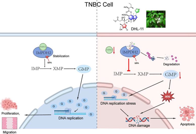 Plant Compound Forces Breast Cancer Cells to Self-Destruct - Image 3