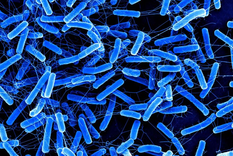 New Gut Infection Treatment Spares Healthy Bacteria