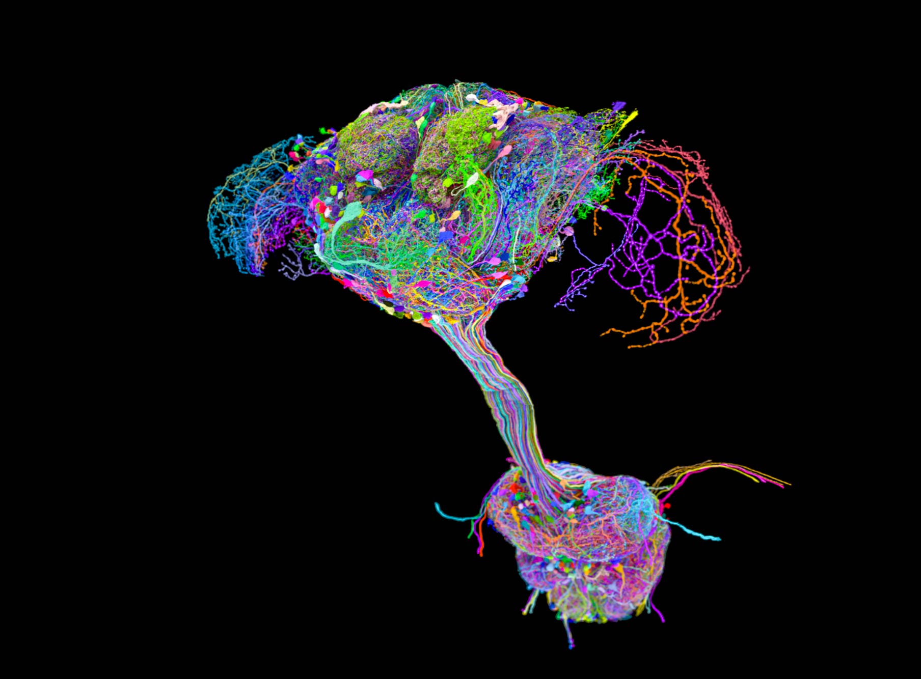 Scientists Map Fruit Fly Brain, Find No Central Control