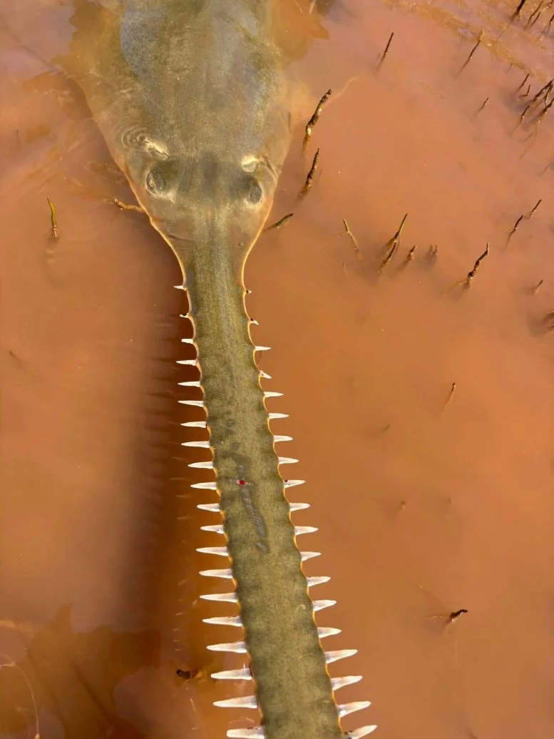 Australia's Coasts Become Safe Haven for Rare Sawfish - Image 2