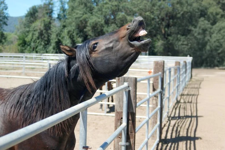 Scientists Discover Horses Whistle and Sing at Once - Image 2