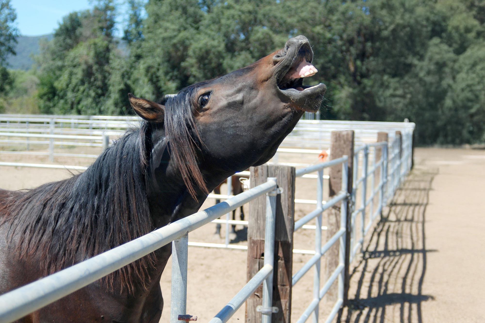 Brown horse mid-whinny with mouth open showing vocal communication behavior