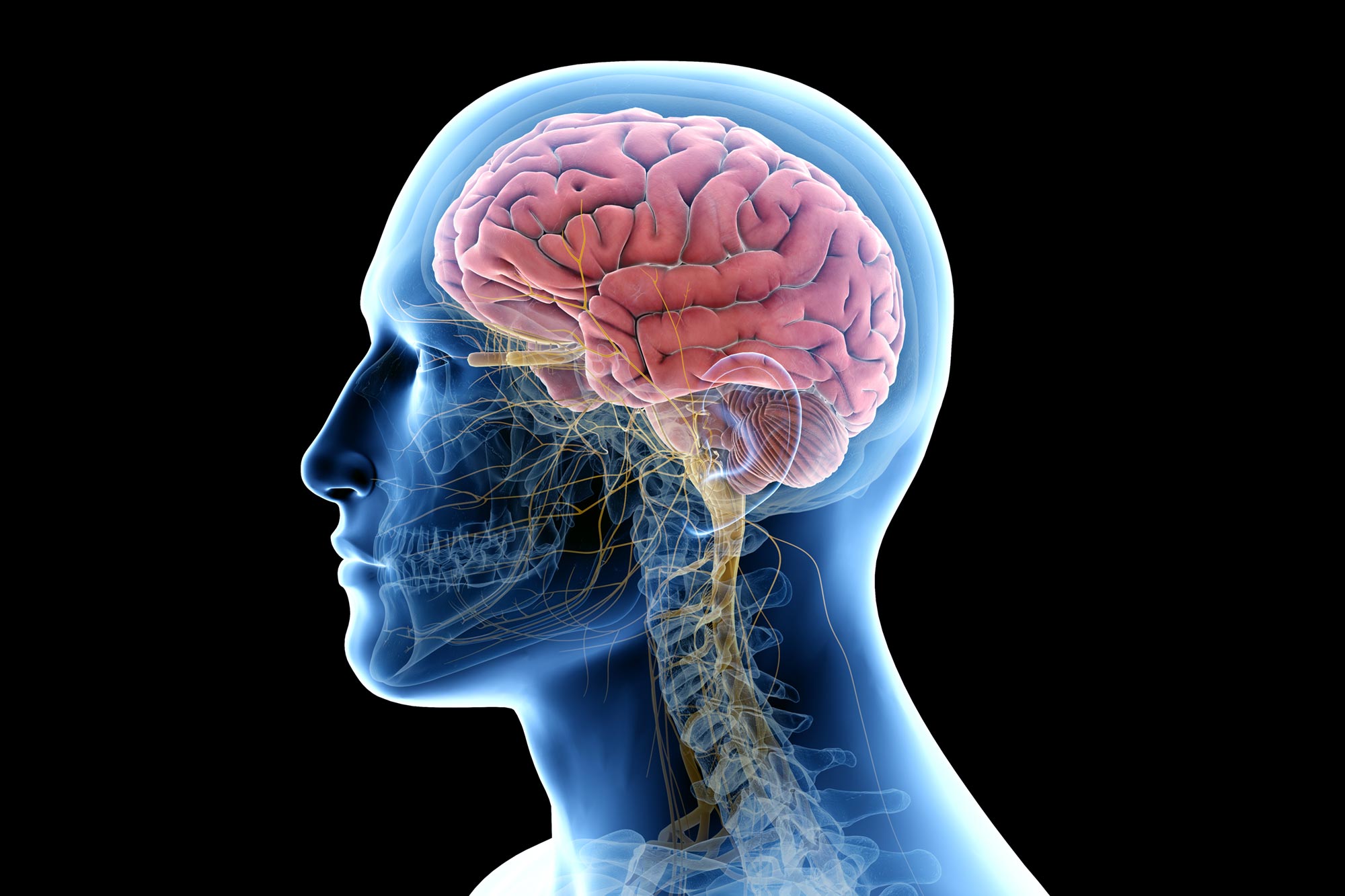 Scientists Find Brain's Hidden Waste Cleanup System