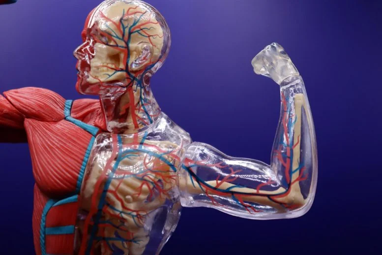 Scientists Crack 40-Year Mystery of How Muscles Stay Strong