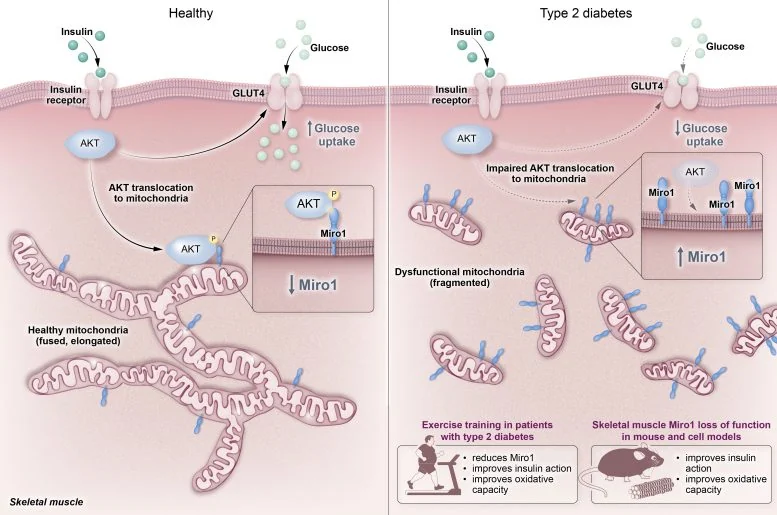 Oklahoma Lab Finds 1 Key Protein to Fight Diabetes - Image 2