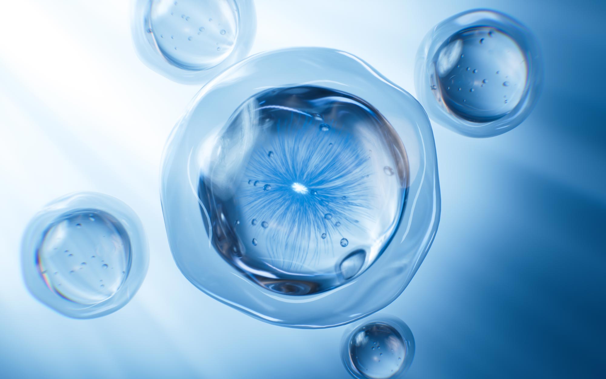 Stanford Finds Immune Cells That Explode Like Bombs