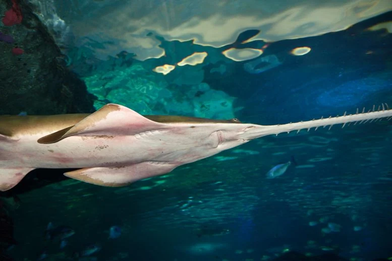 Australia's Coasts Become Safe Haven for Rare Sawfish