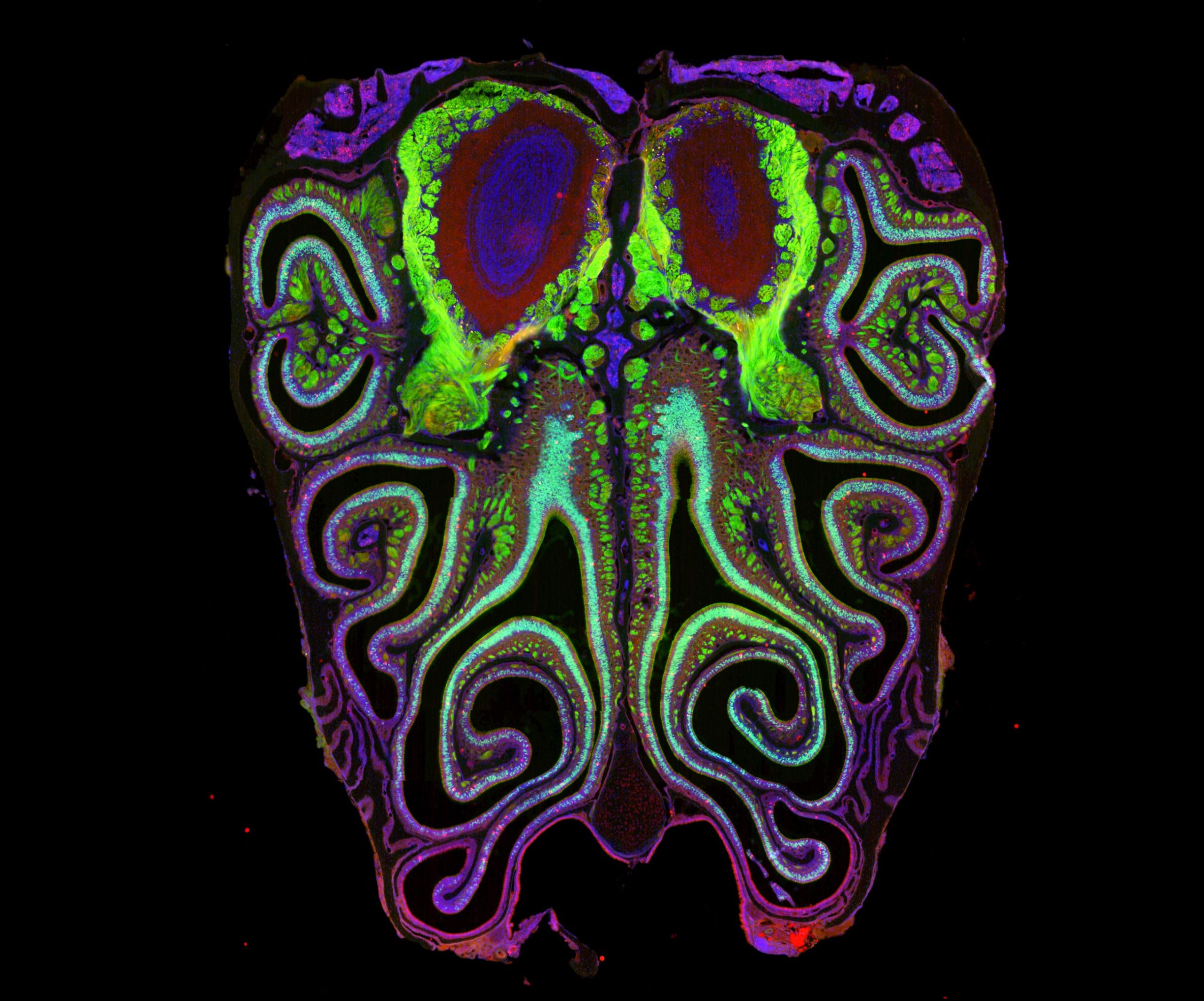 Harvard Maps How We Smell for First Time Ever