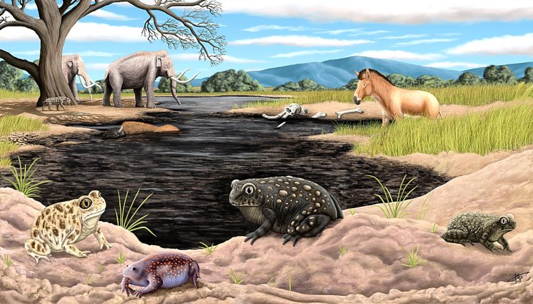 Overlooked 1950s Fossil Reveals New Ice Age Toad Species