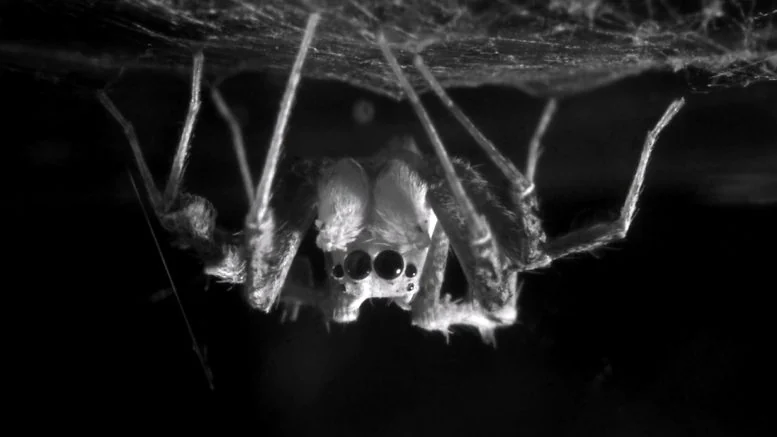 Bonn Scientists Discover Spiders Experience REM Sleep