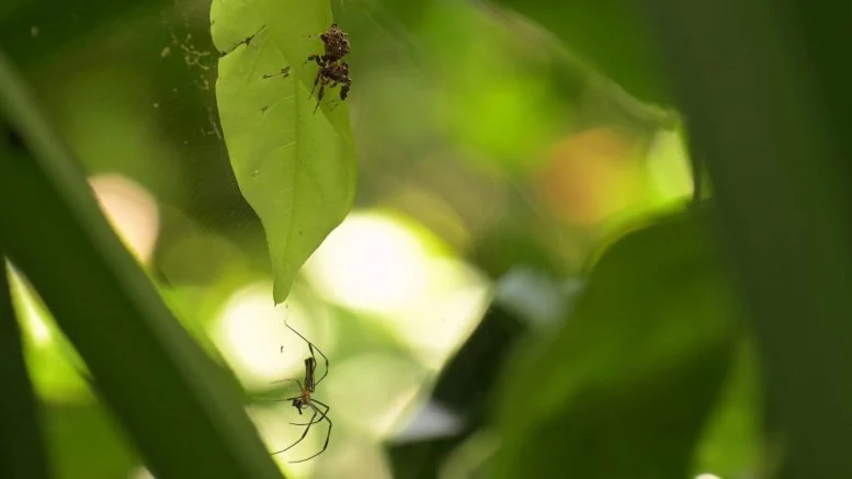 Bonn Scientists Discover Spiders Experience REM Sleep - Image 2