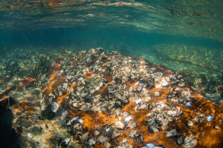 Scientists Find $12 Trillion Potential in Oyster Reefs