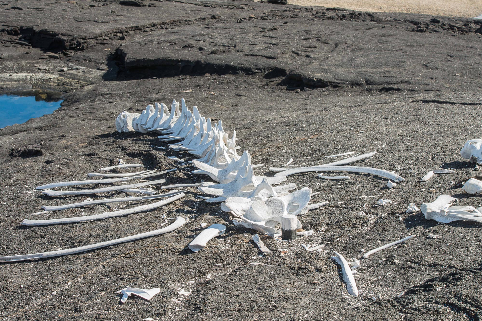 Scientists Find 5-Million-Year-Old Whale Graveyard