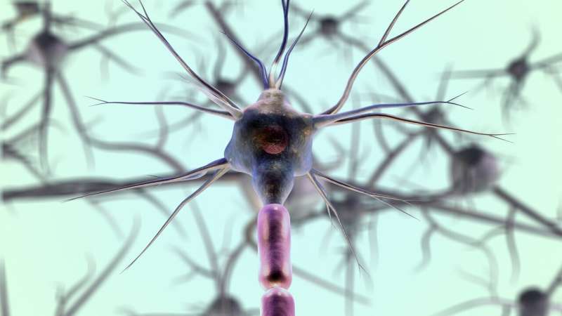 Nerve Discovery May Unlock New Pancreatic Cancer Treatment - Image 3