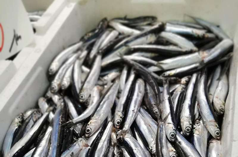Australian Scientists Turn Waste Into Fish Feed Alternative - Image 3