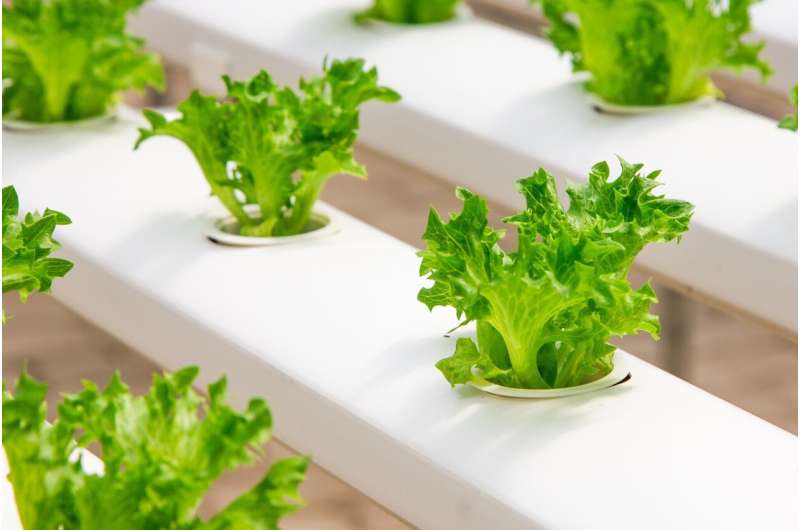 Cape Town Farms Use 90% Less Water Growing Food in Cities - Image 3