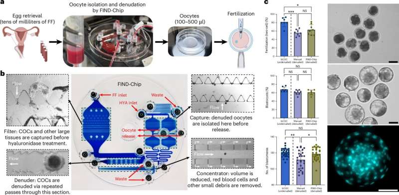 New IVF Chip Finds 583 Eggs Doctors Had Missed - Image 3