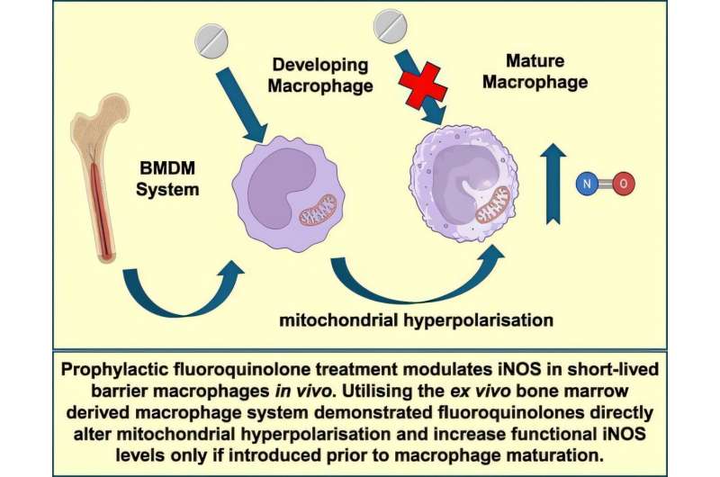 Common Antibiotic Boosts Immune Cells in Surprise Discovery - Image 2