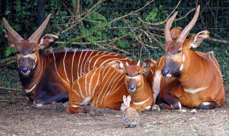 8 Rare Antelopes Rescued After Midnight Airport Drama - Image 3